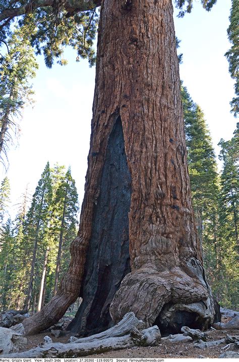 Grizzly giant tree - This hike begins at the Grizzly Giant parking area. The trail winds through a forest with many giant sequoias. This trail features the Grizzly Giant, the largest sequoia tree in the park, the California Tunnel Tree, and interpretive panels on the life and ecology of giant sequoias. There are also beautiful wildflowers in the spring. Accessibility: The most accessible portion of the trail is ...